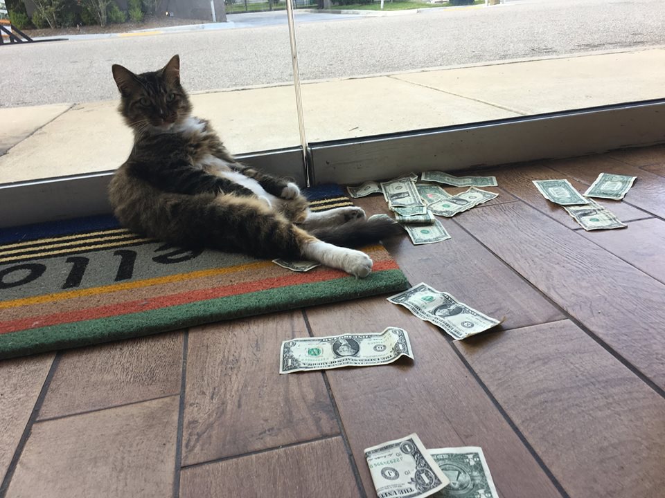 オフィス猫の周囲にはいつもお金が散乱している？！その理由は…