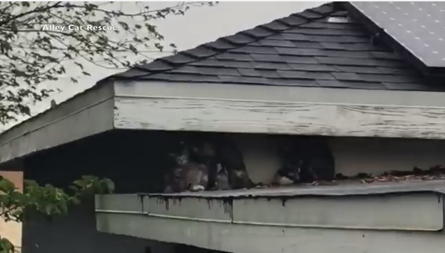 屋根の上に住み着いた13匹の野良猫ファミリーを保護団体が救助！