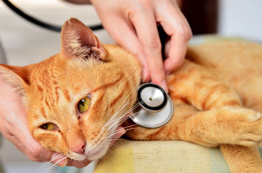 猫の食物アレルギーの症状と予防法、おすすめのフード