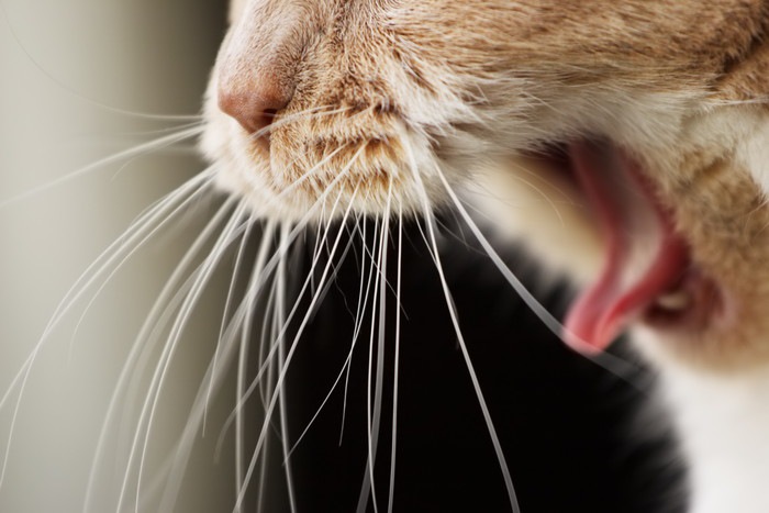 猫が過呼吸になっている時の症状と原因や対処法