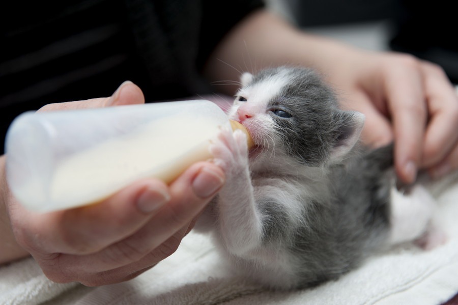猫にミルクを与える時の方法と注意点とは