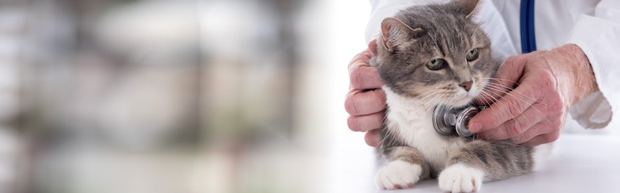 猫のうんちに血がついている時に考えられる７つの病気、対処法