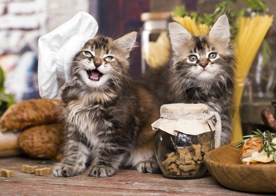 猫は小松菜を食べてもいい？栄養素と与える時の注意点を解説