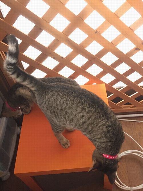 猫が網戸にイタズラをする理由と手作りでできる対策