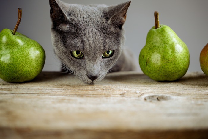 猫は梨を食べても大丈夫？食べさせるメリットと与える際の注意点を解説