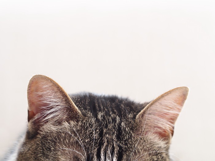 猫の耳垢が黒い！考えられる病気や治療の方法