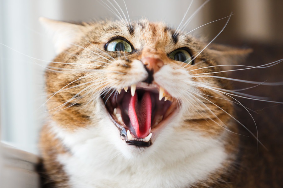 猫が威嚇している時の鳴き声や仕草、心理