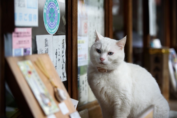京都の猫スポット6選！神社や野良猫と触れ合える所