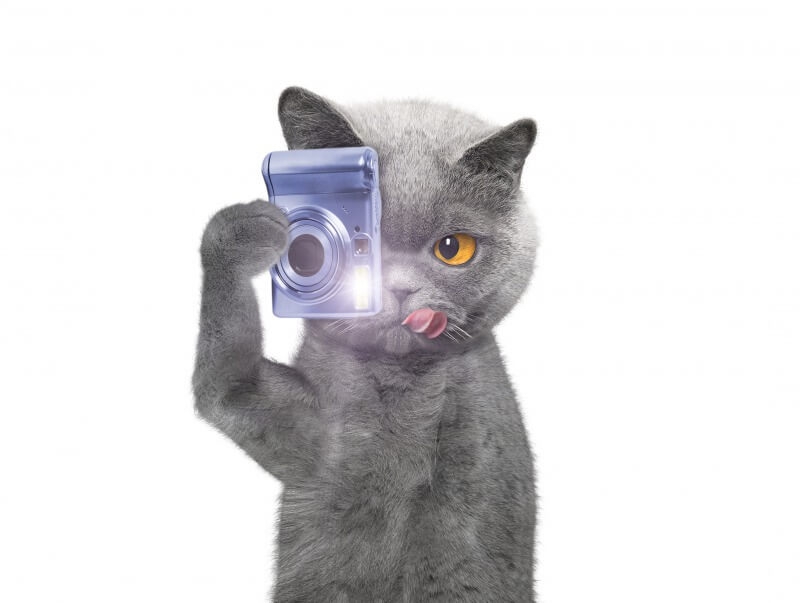  猫にフラッシュ撮影してはいけない？失明の危険性や安全な撮影方法について解説