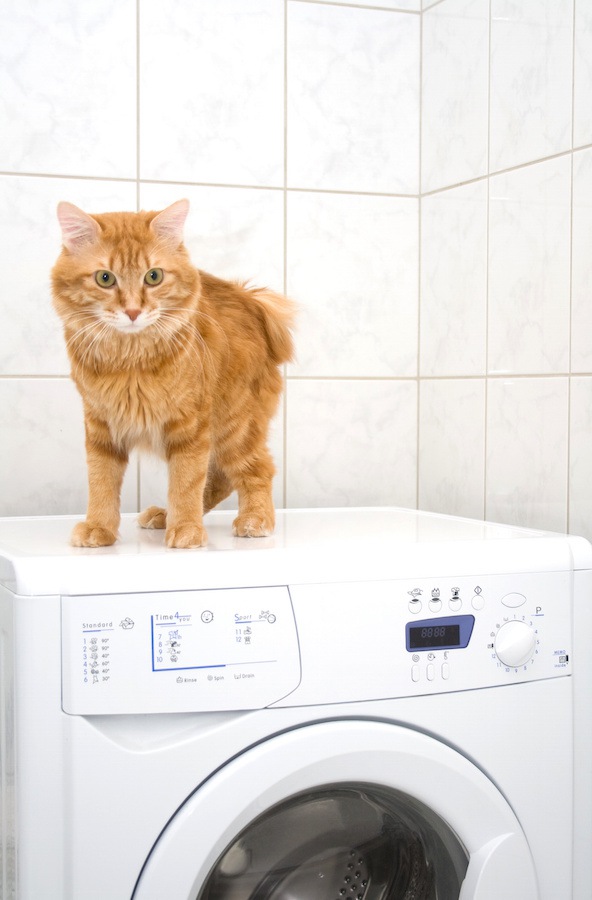 猫の用品の臭い対策！洗剤はなにを使えば良い？