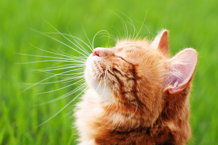 ワンルームで猫と快適に暮らすための７つの方法！