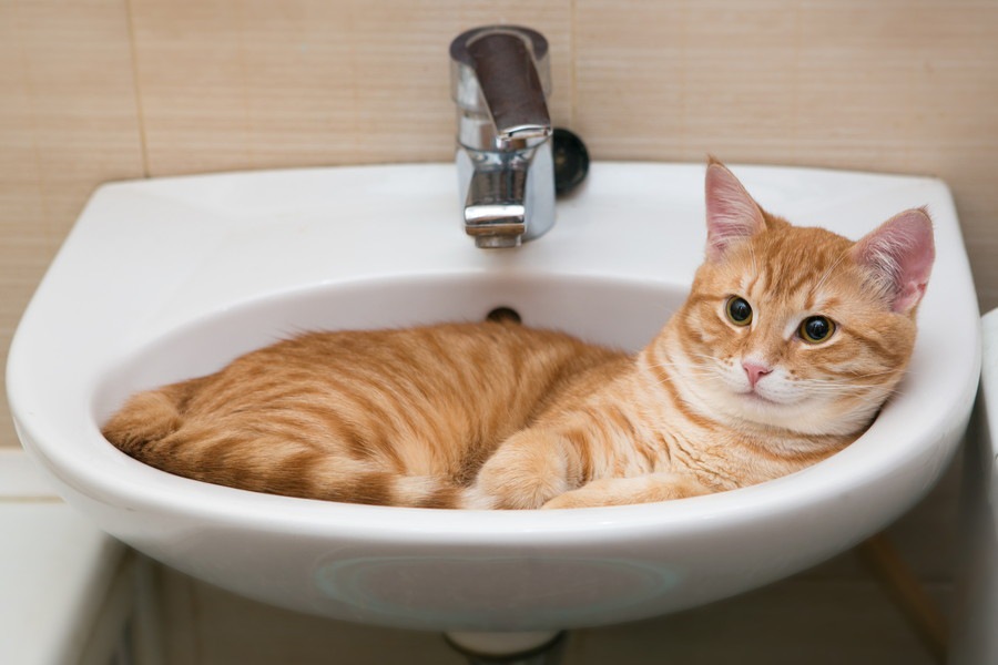 猫が洗面所を好む3つの理由