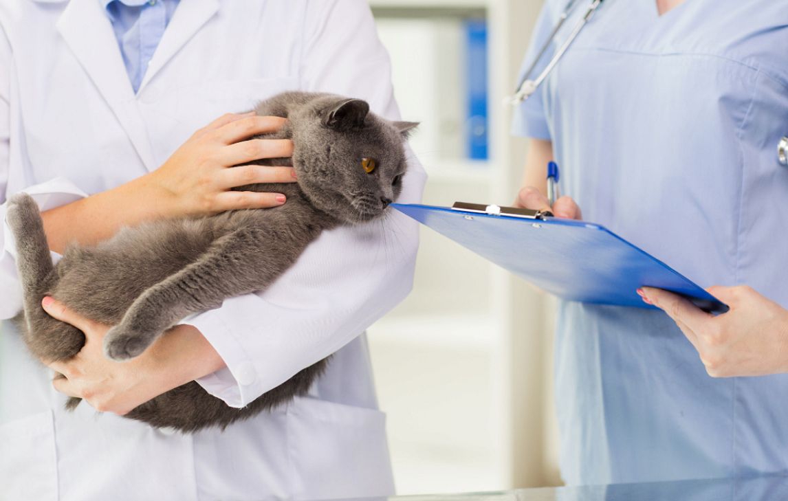 猫の腹水の原因と症状や隠れた病気の可能性について
