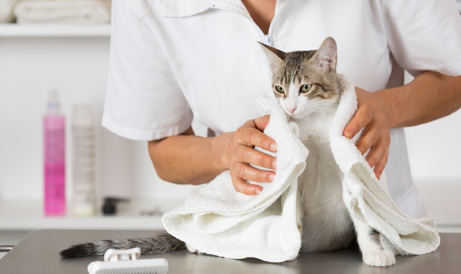 猫にホットタオルが使える！活用術と使う４つのメリット