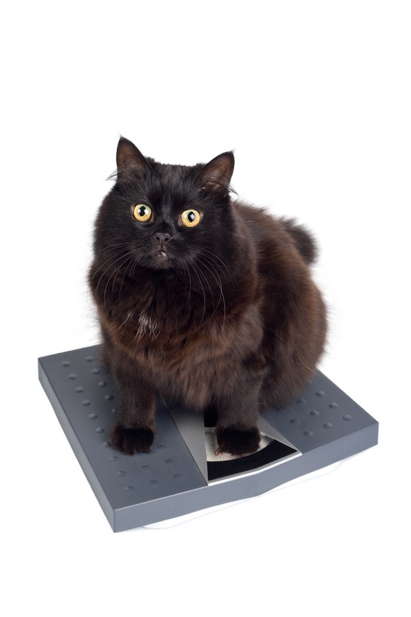 猫の適正体重の判断方法とは？年齢別の注意するポイント