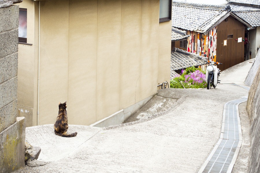 男木島は猫とアートの島！おすすめポイント5つのご紹介