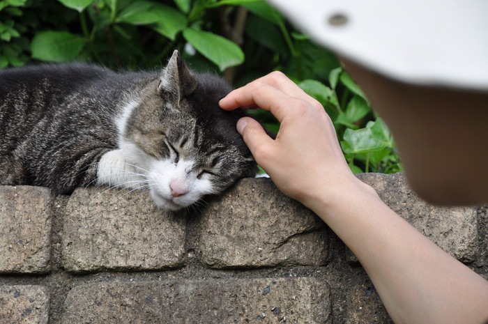 日本で暮らす猫の種類について
