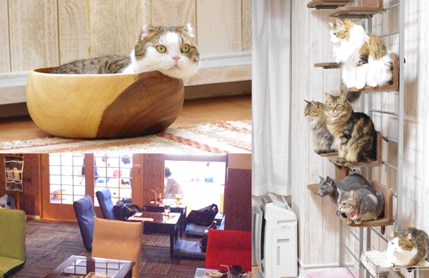 猫カフェ「れおん」保護活動とお店の内容
