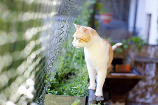 ベランダに最適！猫の脱走を防止する柵を手作りする方法