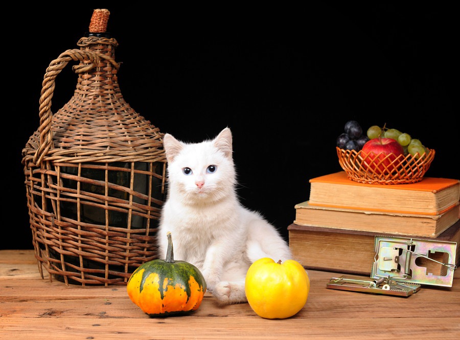 猫はマンゴーを食べても大丈夫？与える時の注意点