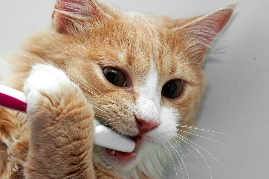 猫の口が臭い時の原因や考えられる病気、その対応策