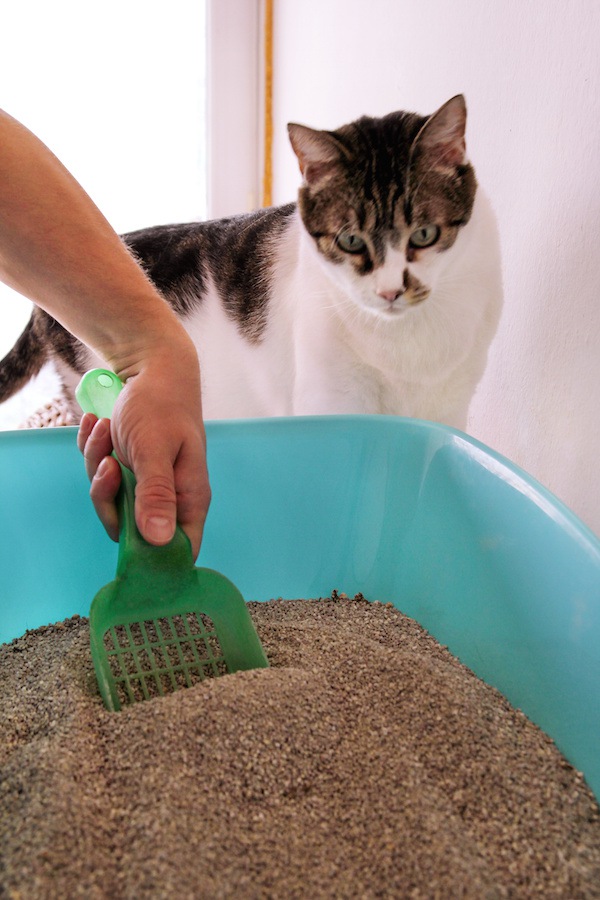 猫砂を新しいものに変更する時注意したい3つの事