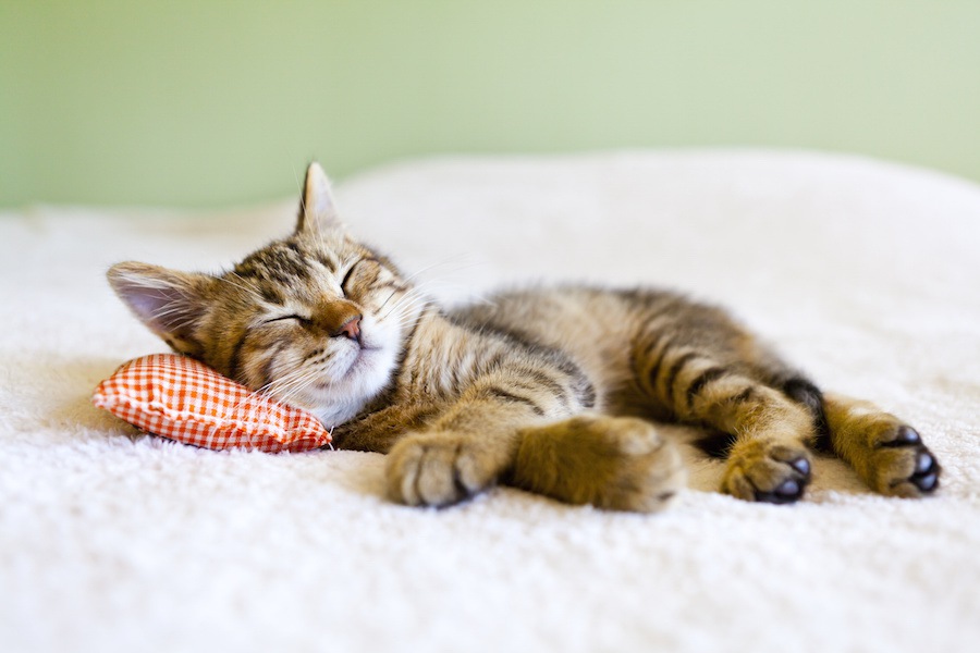 猫が眠る位置や姿で分かる飼い主への信頼度