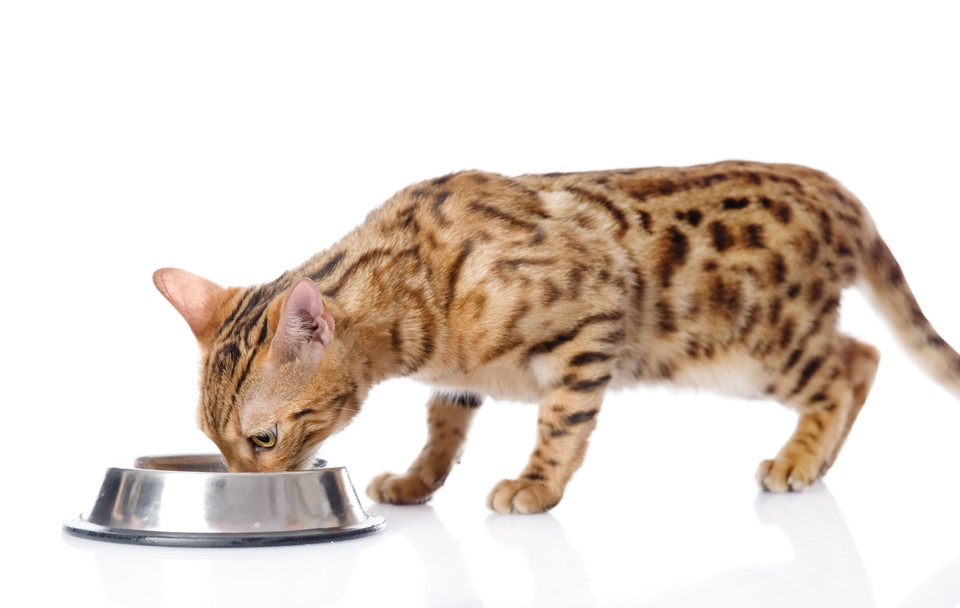 ベンガル猫の体重と体型維持のためにできること