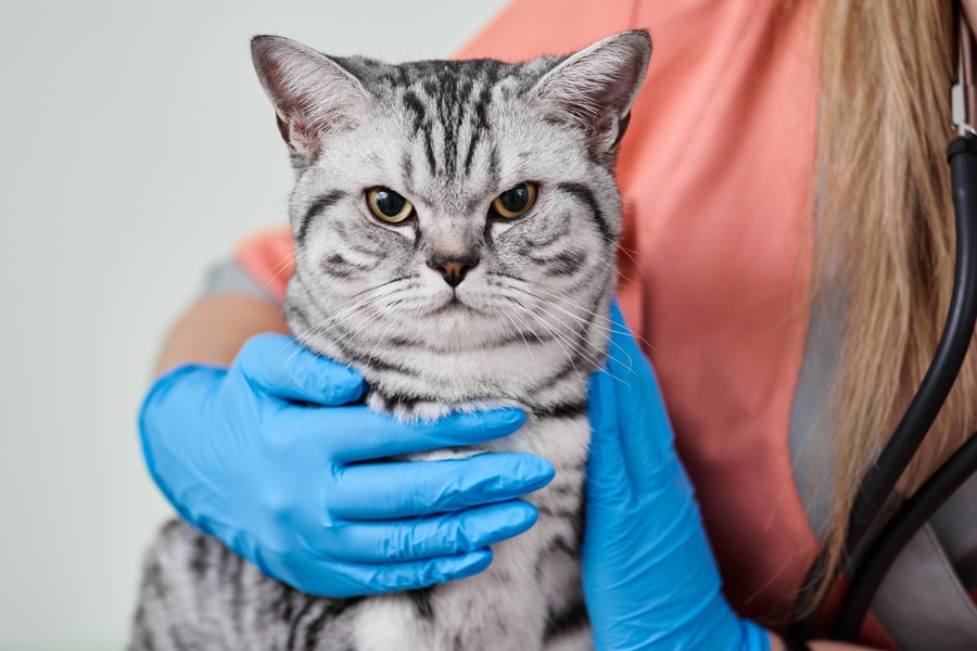 猫の避妊手術がタダ！？「ねこけん動物病院」はどんな動物病院？