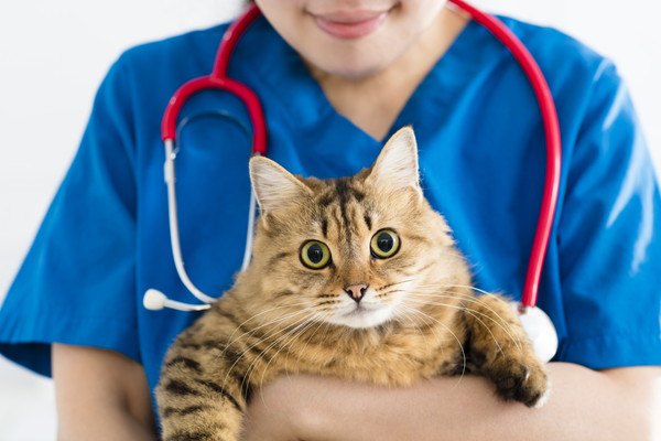 目指せ30歳！？医療の技術で猫の寿命が長くなる！