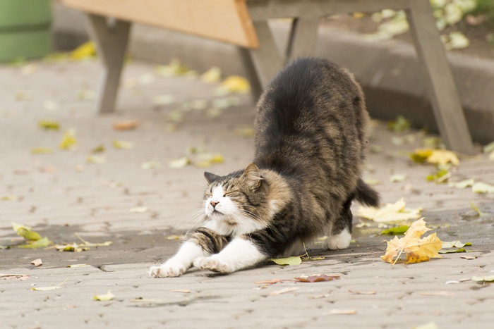 猫のストレスがたまった時に見せる行動と解消法