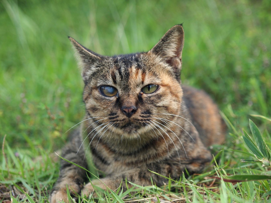 丸顔な猫の種類４選！特徴や性格、飼い方