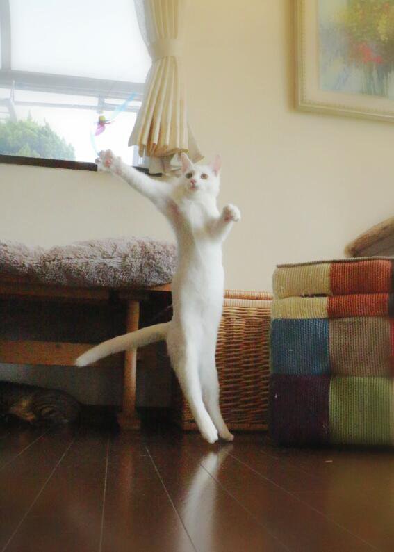 無重力猫「ミルコ」の空飛ぶ姿と撮影の方法