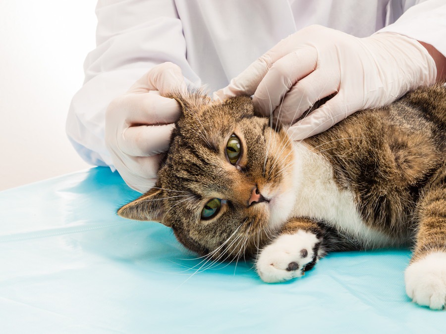猫にダニがいる時の症状、原因、駆除の方法