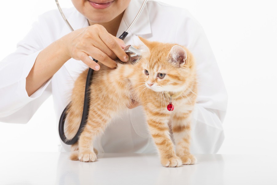 猫が喘息になったときの症状は？原因や治療法、予防法について