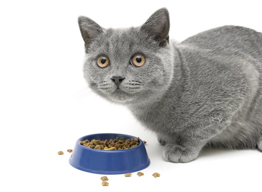 糖尿病の猫の寿命は？延命させる方法やおすすめの療養食