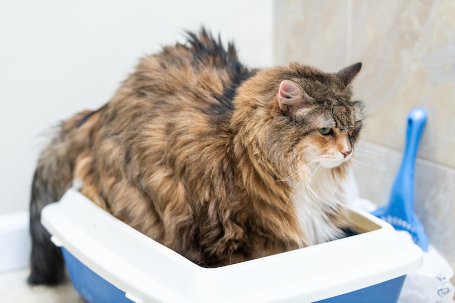 猫の尿に関するトラブル　原因や予防する方法