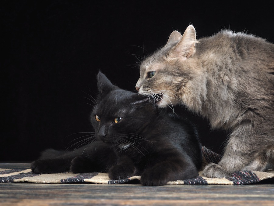 猫が他の猫の首を噛む理由と止めさせる方法