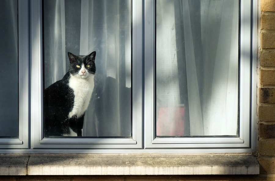 外出した猫が違う家で飼われていたら取り戻すべき？法律や対処法