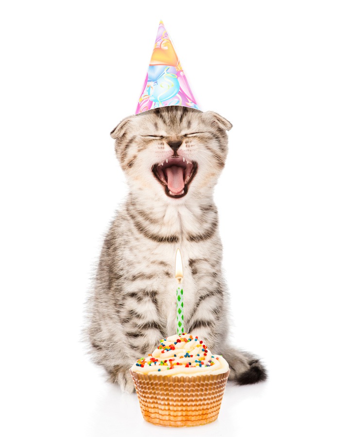 愛猫のお誕生日は何をしてお祝いする？いつもと違う事でお祝いを！