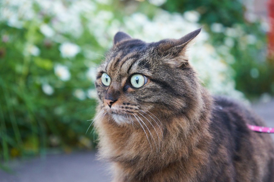 猫が威嚇している時の鳴き声や仕草、心理