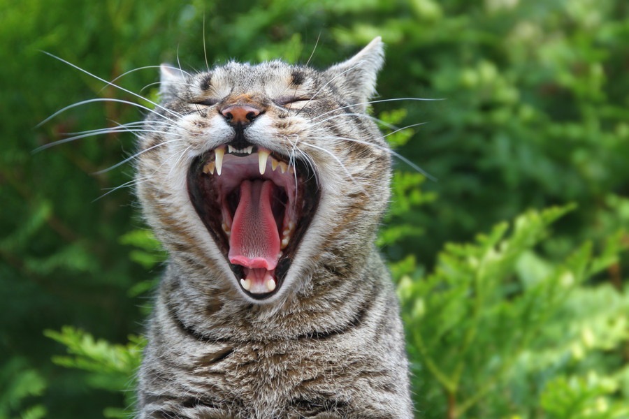猫の歯石を除去するデンタルケアと予防法について