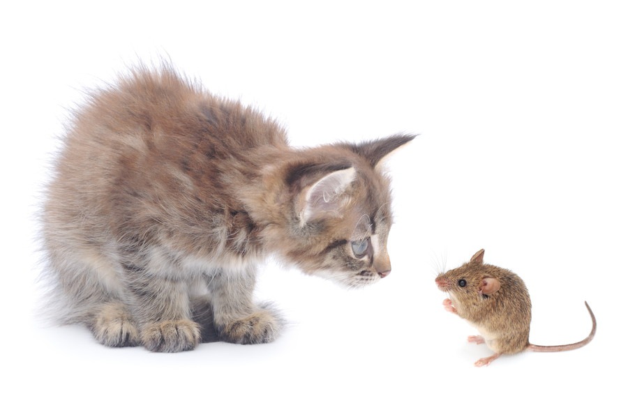猫がネズミを狩る理由とその際の注意する点