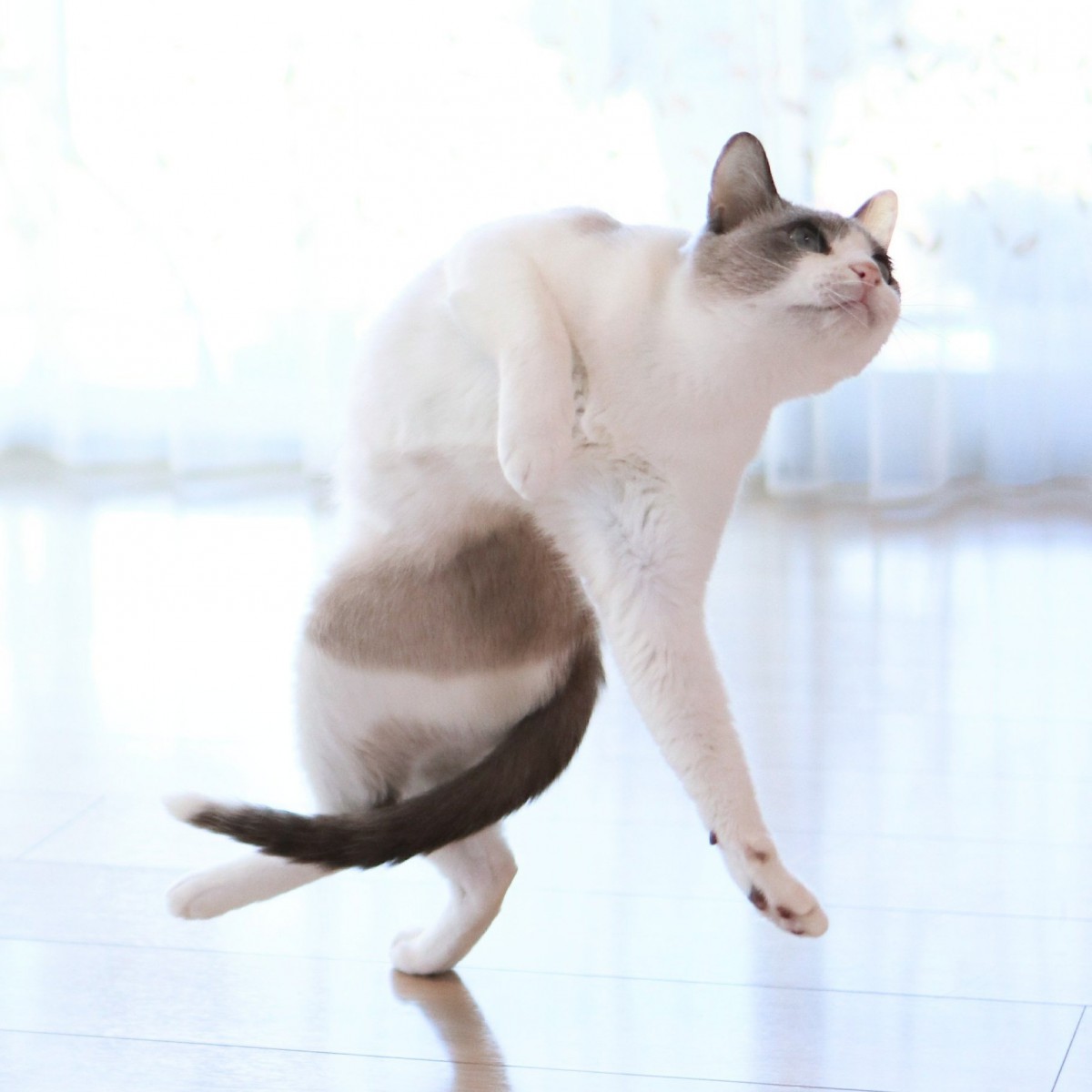 空飛ぶ猫？！いえいえ、「踊る猫」です！【画像】