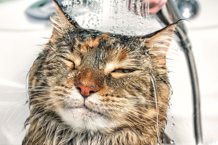 猫をお風呂好きにする4つの方法とそのメリット