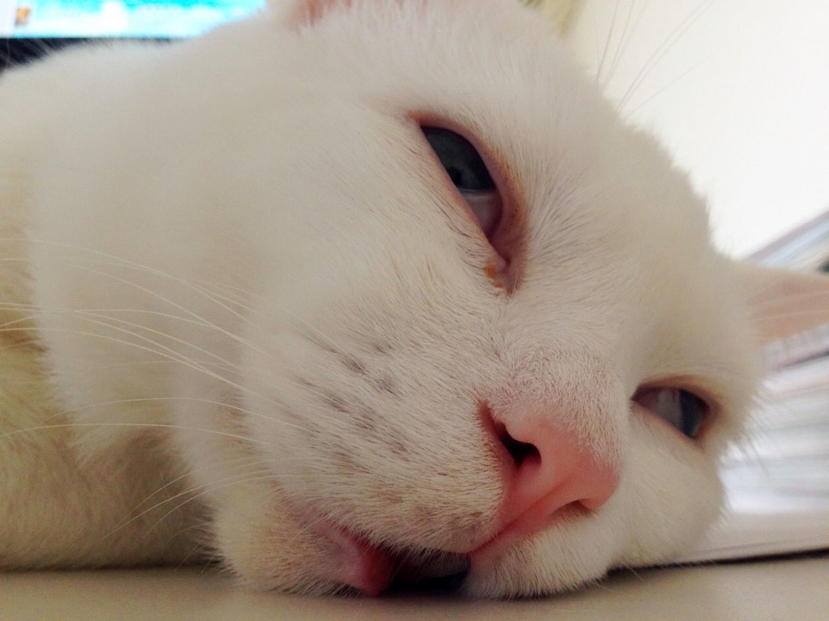 美猫セツちゃんを有名にした残念すぎる寝顔とは！