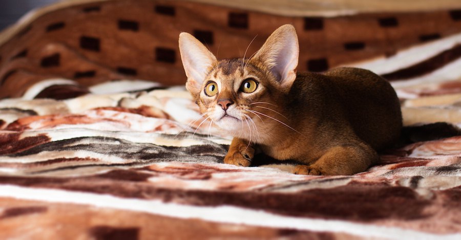 耳が大きい猫は洋猫？特徴や種類まで