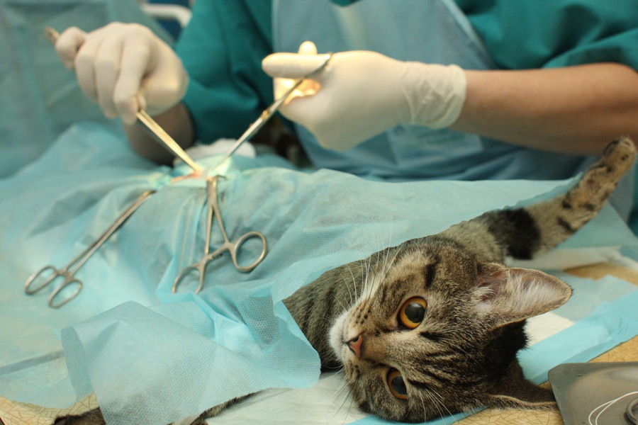 猫の去勢手術についてのメリットと注意点