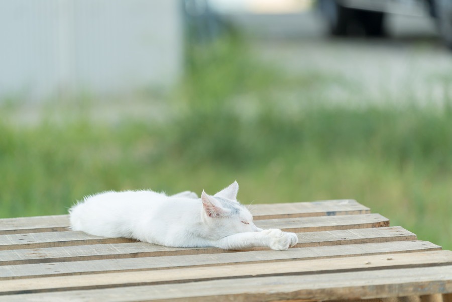 白猫にオッドアイが多い理由と注意すべき病気