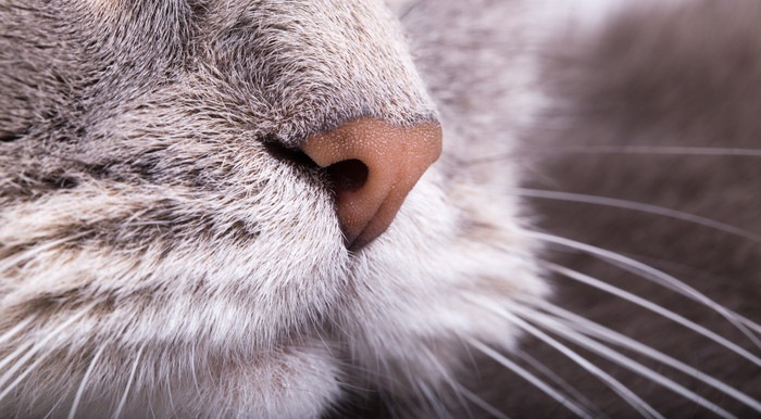 猫が鼻を「フンフン」鳴らす理由と注意すべきこと